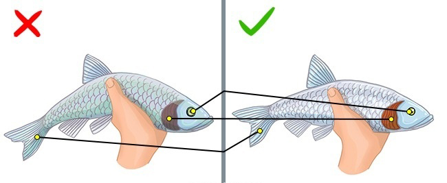 9 Kinds of Fish You Shouldn’t Eat To Stay Healthy