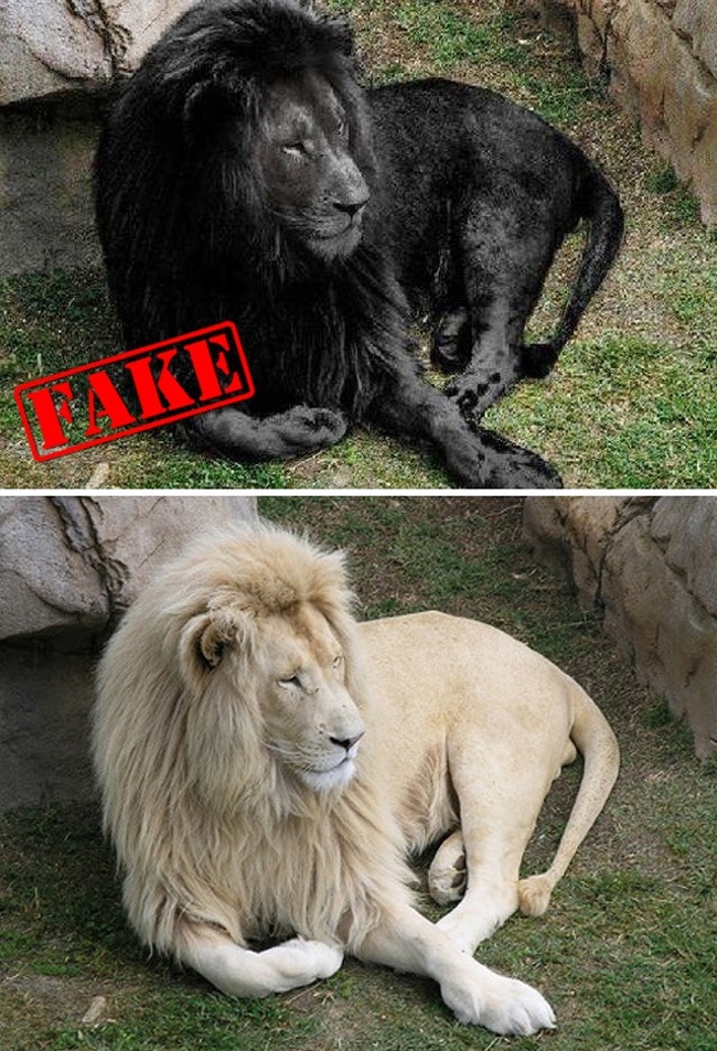 10 Famous Fake Photographs Which Seem Absolutely Real