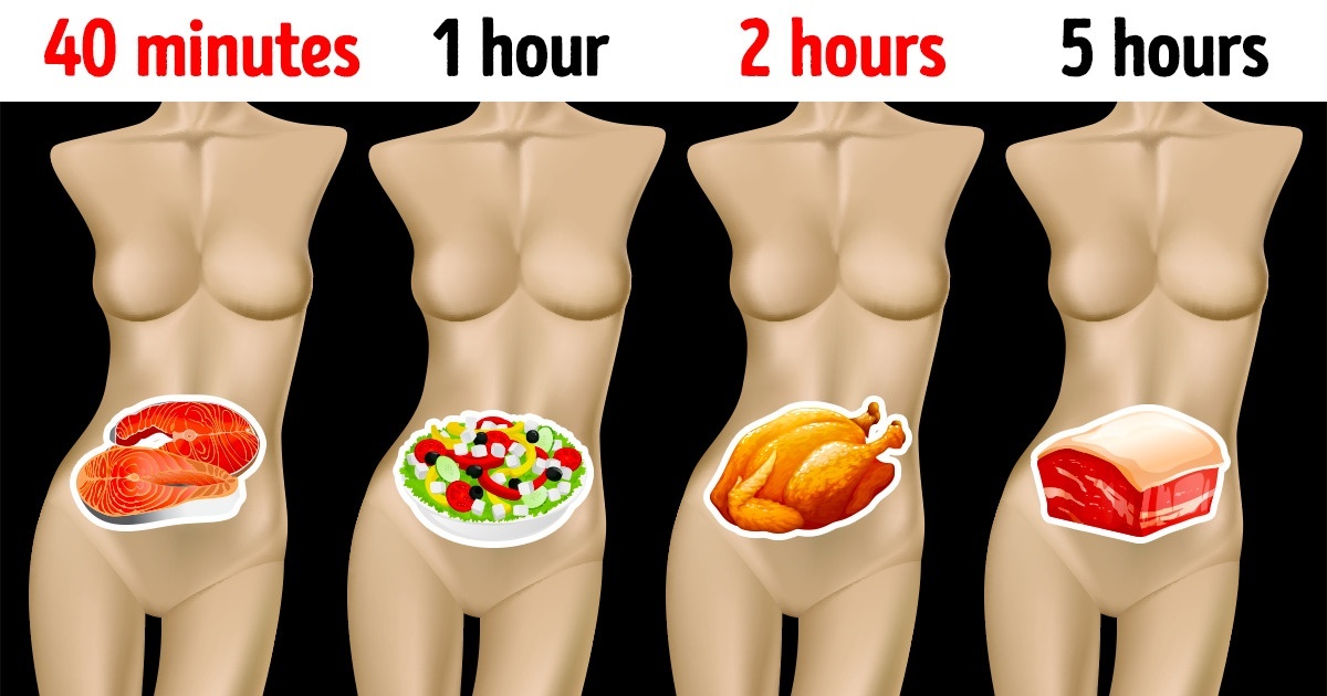 How Long Different Foods Take to Digest and Why It’s Important