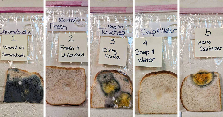 A Teacher Did an Experiment to Show the Power of Handwashing And The Results Are Shocking