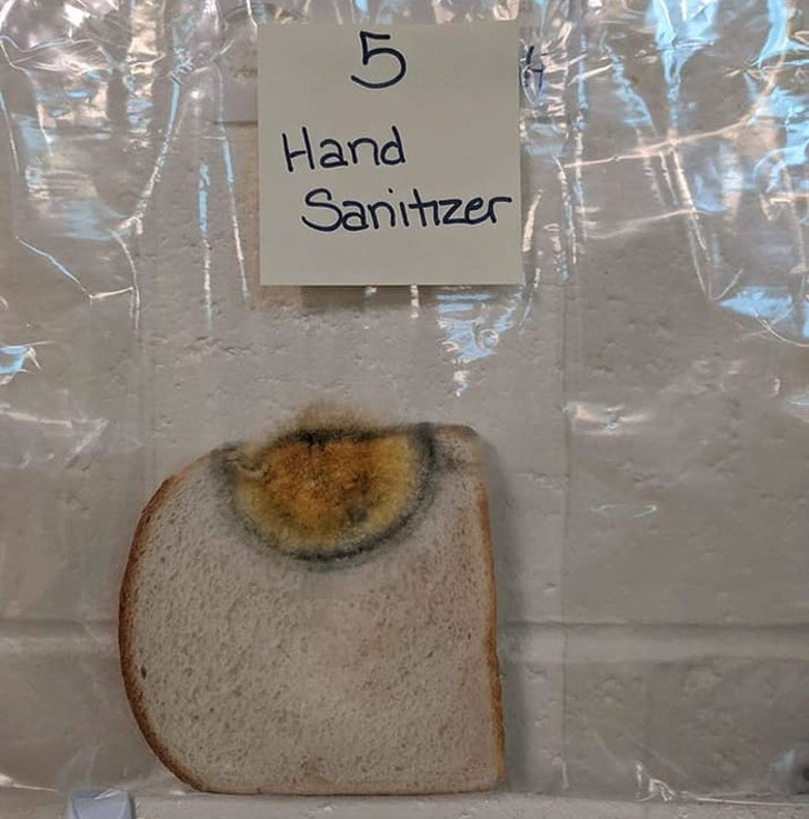 A Teacher Did an Experiment to Show the Power of Handwashing And The Results Are Shocking