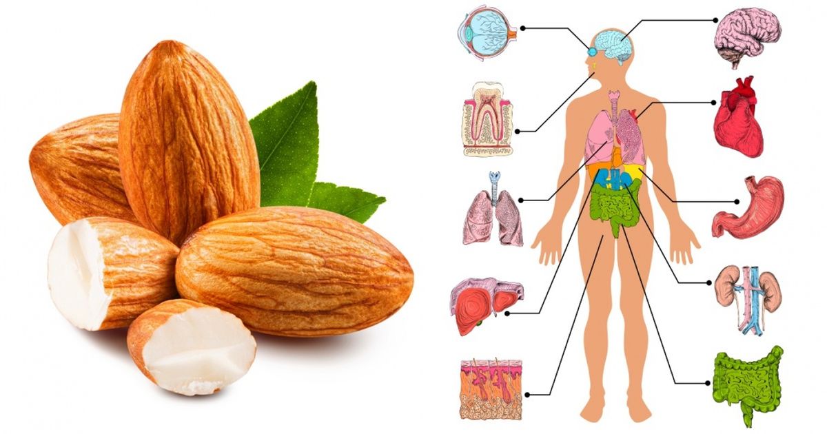 This Will Happen to Your Body When You Eat 4 Almonds a Day
