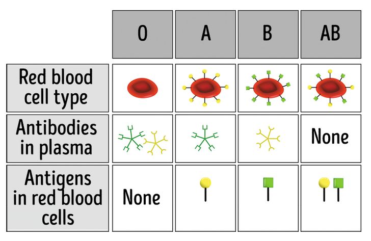 8 Things That Are Worth Knowing About If Your Blood Type Is O