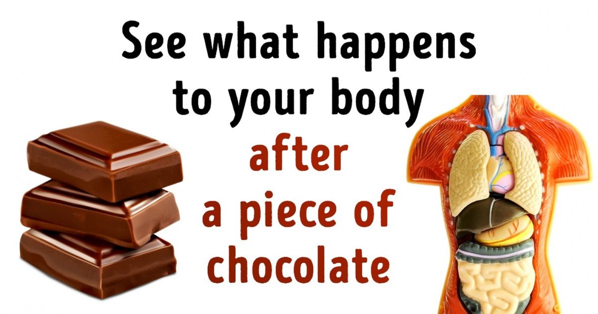 What Happens to Our Body After a Piece of Chocolate