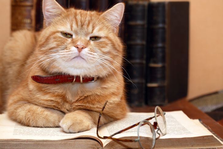 According to a New Study Cat Owners Tend to Be More Intelligent