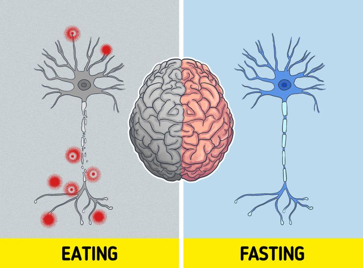What can happen to your body if you fast for 3 days